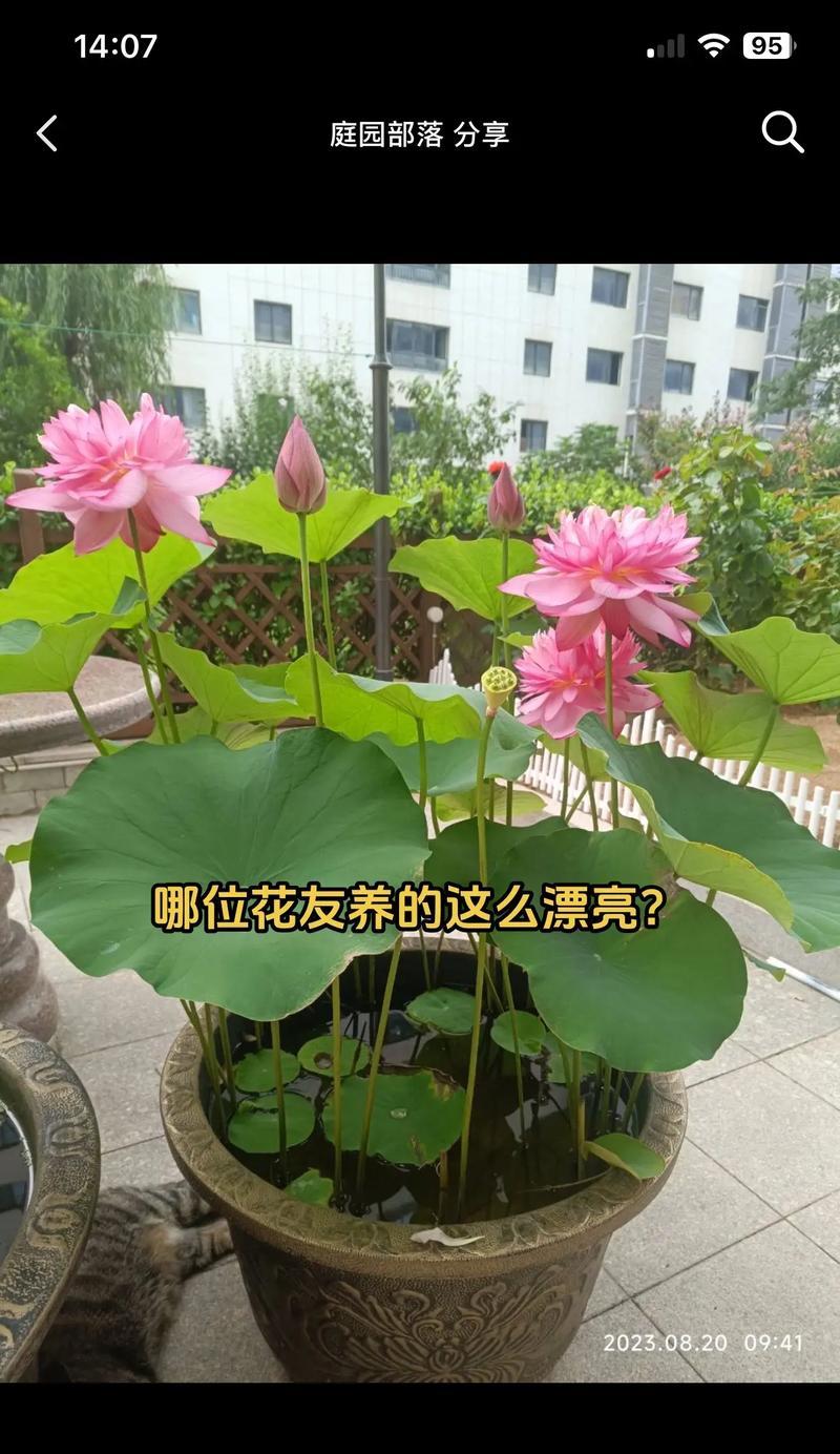 如何养殖荷花莲花（打造美丽水景，从荷花莲花养殖开始）-第2张图片-绿意生活
