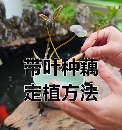 如何养殖荷花莲花（打造美丽水景，从荷花莲花养殖开始）-第3张图片-绿意生活