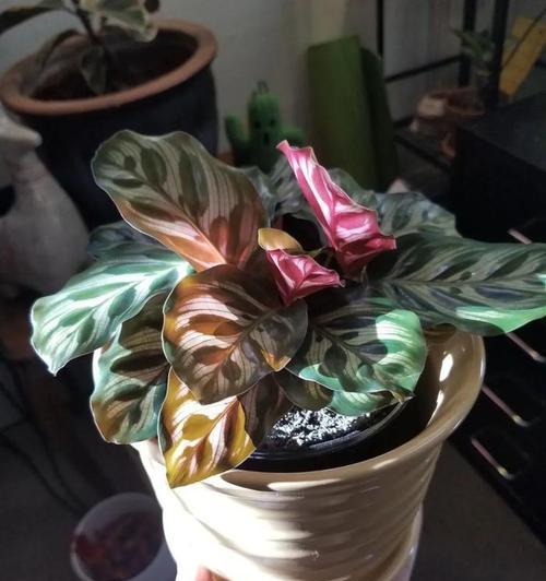 孔雀竹芋如何度过寒冷冬天（保护孔雀竹芋免受严寒侵袭）-第2张图片-绿意生活