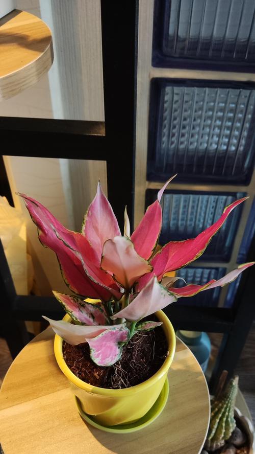 如意皇后花的养殖技巧（打造美丽花园的秘密武器）-第2张图片-绿意生活