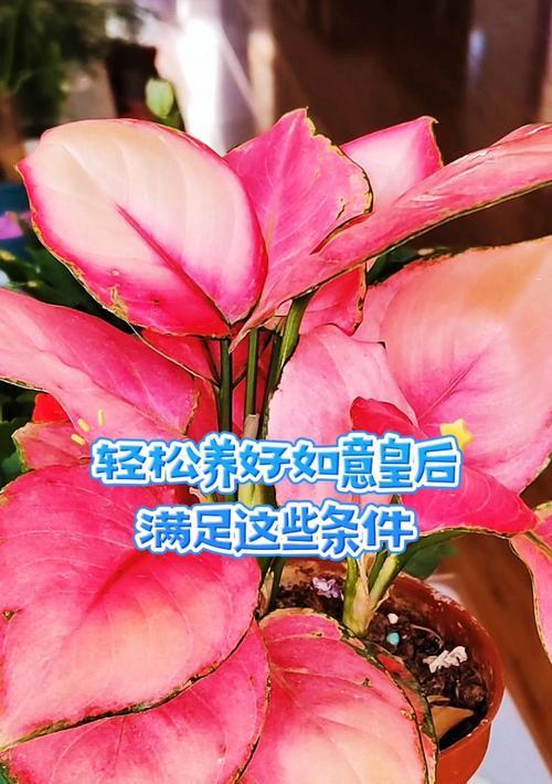 如意皇后花的养殖技巧（打造美丽花园的秘密武器）-第3张图片-绿意生活