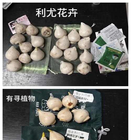 如何有效养护郁金香根茎小球（掌握关键技巧，让郁金香健康成长）-第1张图片-绿意生活