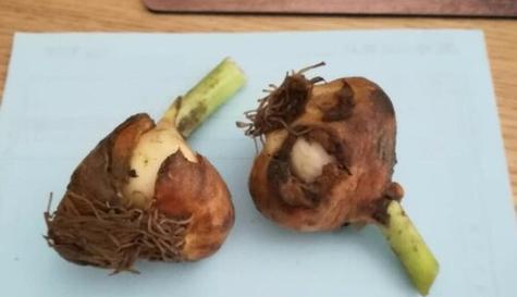 如何有效养护郁金香根茎小球（掌握关键技巧，让郁金香健康成长）-第3张图片-绿意生活
