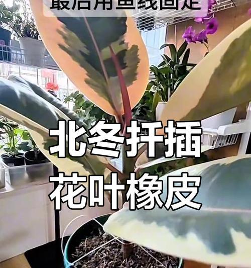 以橡皮树叶子怎么扦插（简单易行的橡皮树繁殖方法）-第1张图片-绿意生活