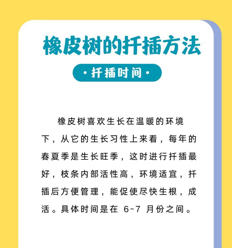 以橡皮树叶子怎么扦插（简单易行的橡皮树繁殖方法）-第2张图片-绿意生活