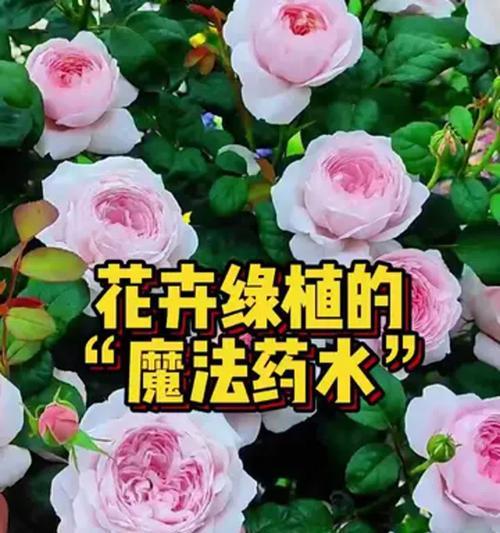 磷酸二氢钾在花卉栽培中的应用（提高花卉生长质量的关键——磷酸二氢钾）-第1张图片-绿意生活