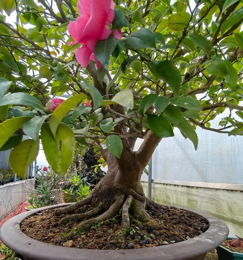 以茶梅怎么才能花多（培育茶梅多花的关键技巧与方法）-第1张图片-绿意生活