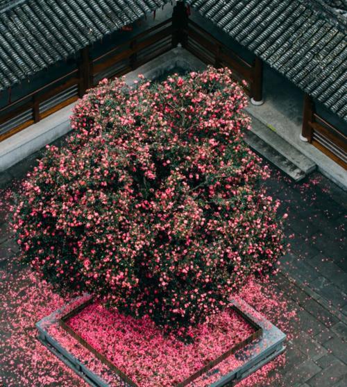 以茶梅怎么才能花多（培育茶梅多花的关键技巧与方法）-第2张图片-绿意生活