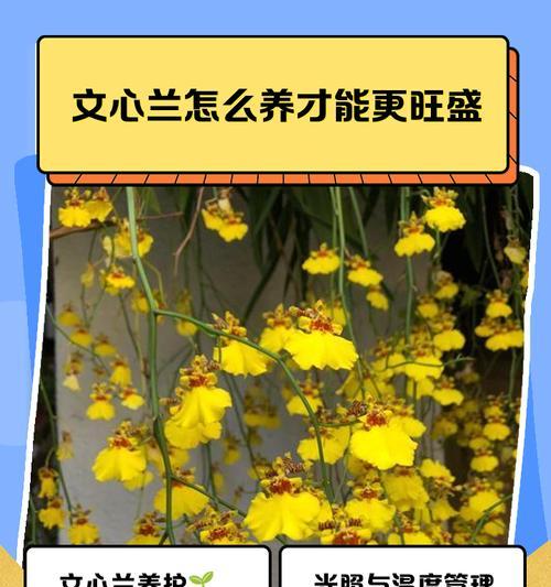 养护跳舞兰，让花开如舞（简单养护指南，让你轻松拥有美丽的跳舞兰）-第1张图片-绿意生活