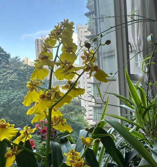 养护跳舞兰，让花开如舞（简单养护指南，让你轻松拥有美丽的跳舞兰）-第2张图片-绿意生活