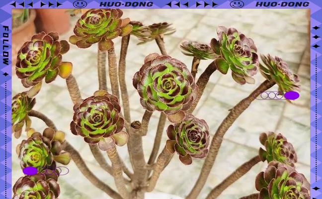揭秘多肉法师的控形艺术（以奇妙的技巧塑造多肉植物的形态）-第3张图片-绿意生活