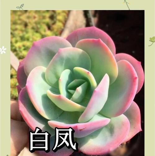 如何养出又胖又圆的多肉白鸟（探秘多肉白鸟肥胖的养殖技巧）-第2张图片-绿意生活