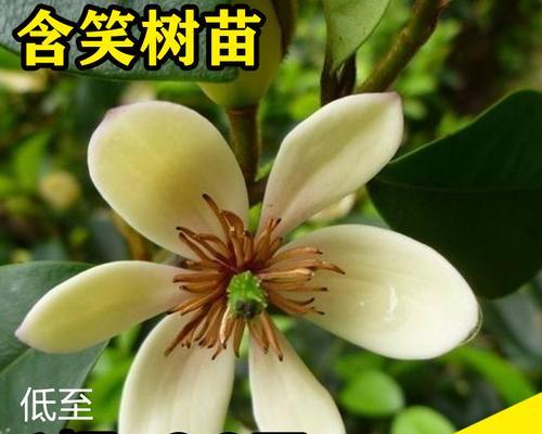探究含笑叶黄的移栽技巧与注意事项（如何成功移栽含笑叶黄并保持其健康生长）-第1张图片-绿意生活