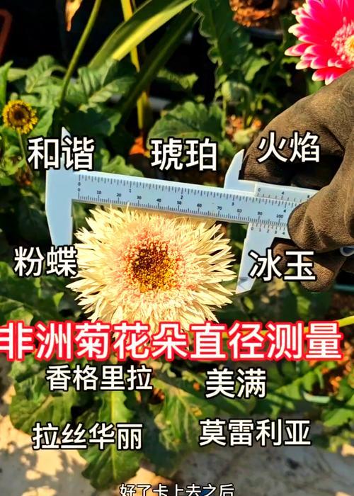 四季花的养殖技巧大揭秘（培育美丽花园的关键——四季花养殖）-第2张图片-绿意生活