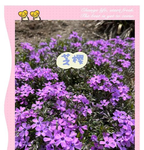 四季花的养殖技巧大揭秘（培育美丽花园的关键——四季花养殖）-第3张图片-绿意生活