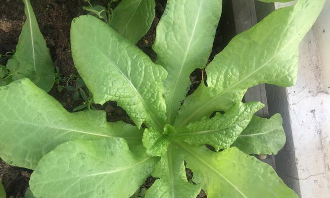 应对菜花儿过多，巧妙保存不浪费（菜花儿的储存技巧及美食创意应用）-第1张图片-绿意生活