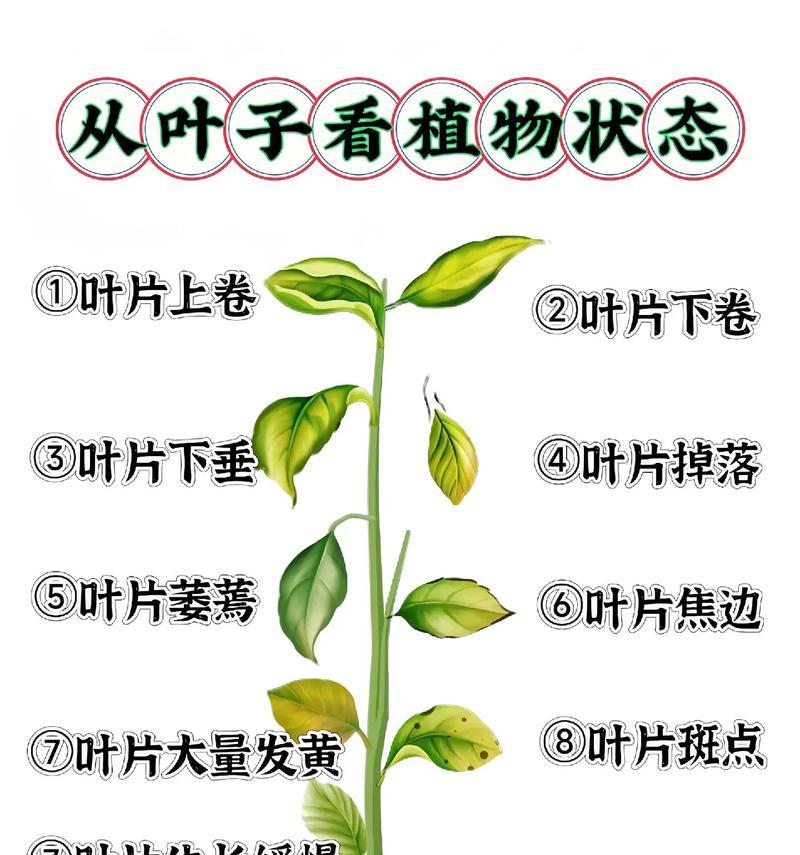 为什么绿植的叶片会发干？（干燥环境是绿植叶片发干的主要原因）-第3张图片-绿意生活