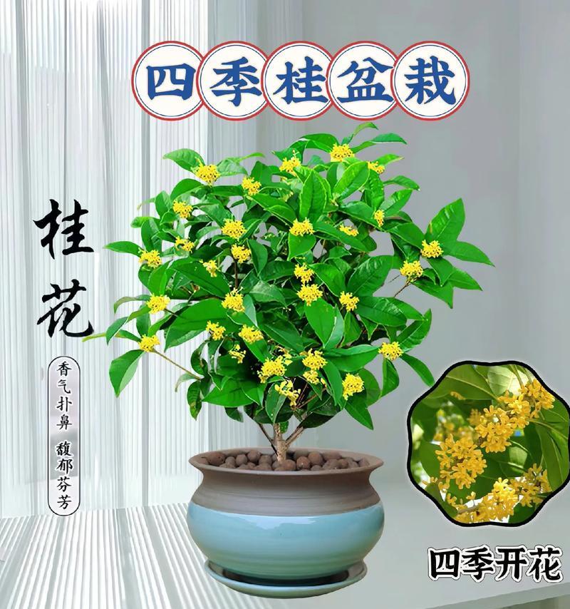 冬天养护四季桂的秘诀（让四季桂在寒冷的冬天绽放生机的关键方法）-第1张图片-绿意生活