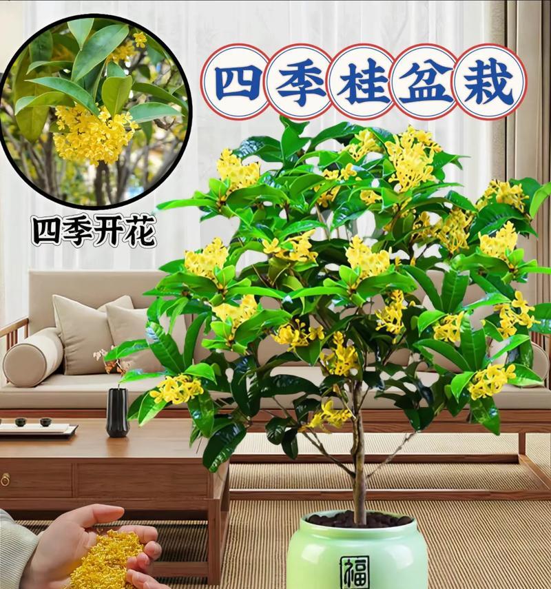 冬天养护四季桂的秘诀（让四季桂在寒冷的冬天绽放生机的关键方法）-第2张图片-绿意生活
