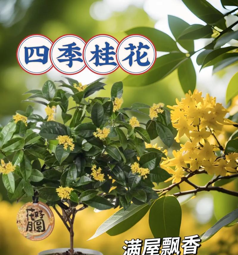 冬天养护四季桂的秘诀（让四季桂在寒冷的冬天绽放生机的关键方法）-第3张图片-绿意生活