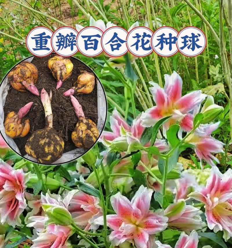 如何科学养护刚买的百合花（初次养花者必看，从养花须知到养护技巧）-第1张图片-绿意生活