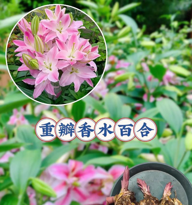 如何科学养护刚买的百合花（初次养花者必看，从养花须知到养护技巧）-第2张图片-绿意生活