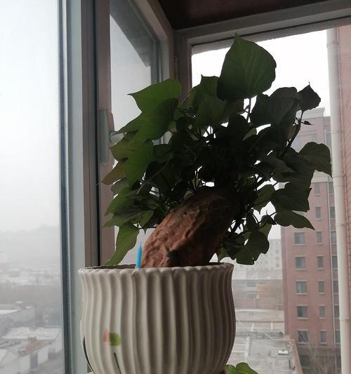 花盆里种红薯的方法与技巧（轻松在家种植可口红薯的秘诀）-第3张图片-绿意生活
