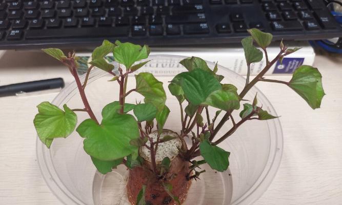 花盆里种红薯的方法与技巧（轻松在家种植可口红薯的秘诀）-第2张图片-绿意生活