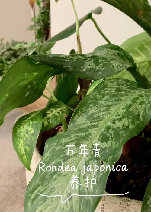 万年青叶子有水的奥秘（探究万年青为何能在叶子上聚集水珠）-第3张图片-绿意生活