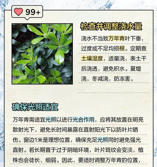 万年青叶子有水的奥秘（探究万年青为何能在叶子上聚集水珠）-第2张图片-绿意生活