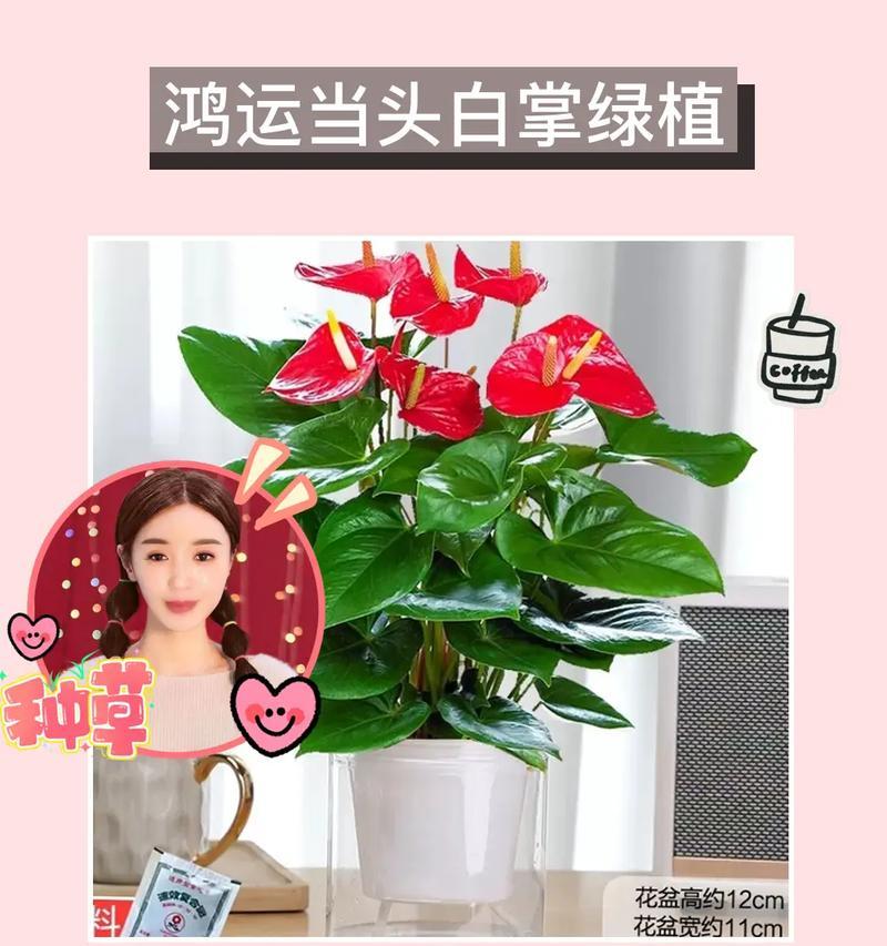 水培红掌的养殖技巧（打造绿意盎然的家居植物——以水培红掌为例）-第1张图片-绿意生活