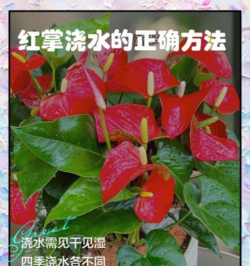 水培红掌的养殖技巧（打造绿意盎然的家居植物——以水培红掌为例）-第2张图片-绿意生活