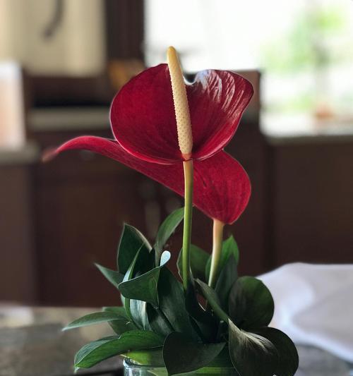 水培红掌的养殖技巧（打造绿意盎然的家居植物——以水培红掌为例）-第3张图片-绿意生活
