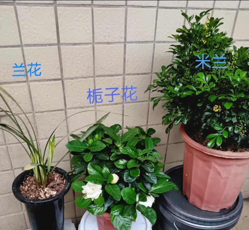 米兰花的繁殖方法与注意事项（轻松掌握繁殖技巧，让你家中充满绿色生机）-第1张图片-绿意生活