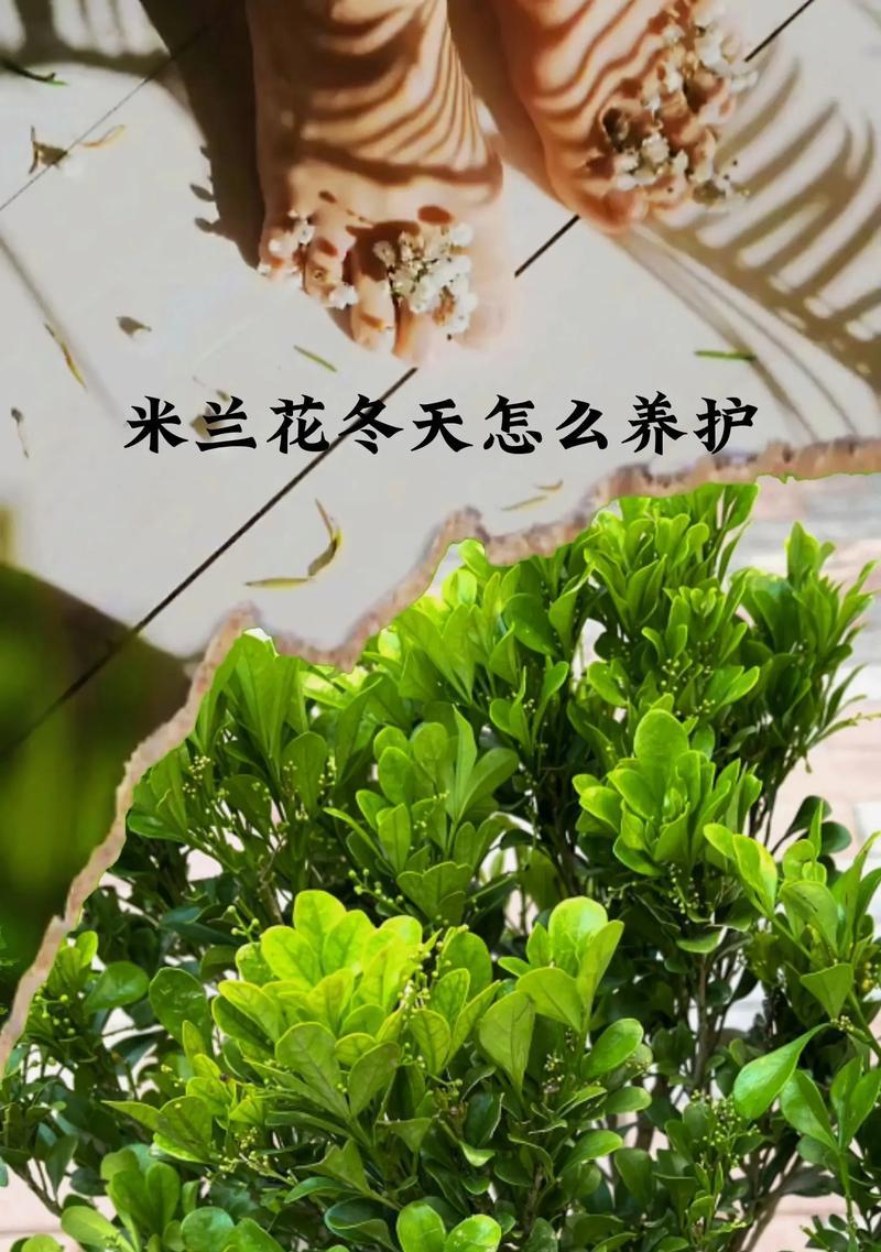 米兰花的繁殖方法与注意事项（轻松掌握繁殖技巧，让你家中充满绿色生机）-第2张图片-绿意生活
