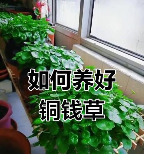 如何正确浇水养铜钱草（花土养铜钱草的浇水技巧）-第1张图片-绿意生活