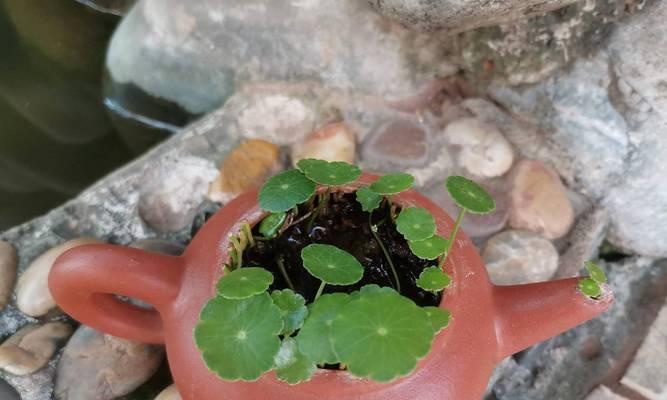 如何正确浇水养铜钱草（花土养铜钱草的浇水技巧）-第2张图片-绿意生活