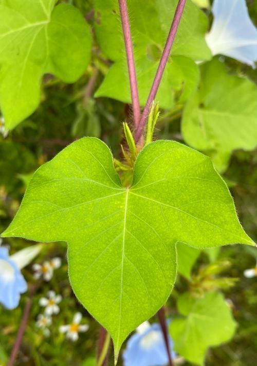 牵牛花的植物类型与特点（揭秘牵牛花的生态环境、形态结构、生长习性、花期特点及应用价值）-第1张图片-绿意生活