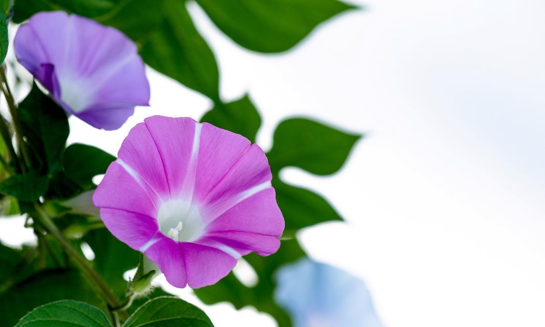 牵牛花的植物类型与特点（揭秘牵牛花的生态环境、形态结构、生长习性、花期特点及应用价值）-第3张图片-绿意生活