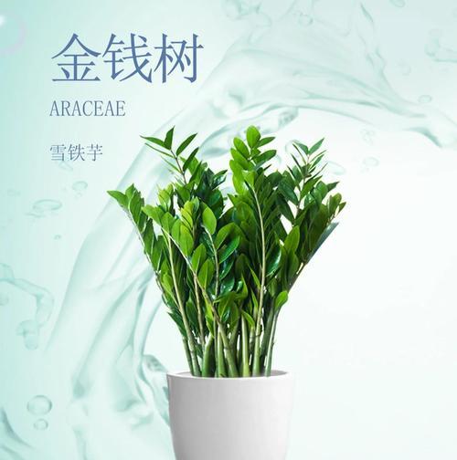 金钱树生长过高（平衡和谐的财富管理方案）-第1张图片-绿意生活