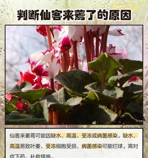 仙鹤叶子变黄，如何处理？（仙鹤叶子黄化的原因分析与解决方法）-第3张图片-绿意生活