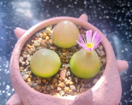 生石花灯泡养殖指南（轻松掌握生石花灯泡养殖技巧）-第1张图片-绿意生活