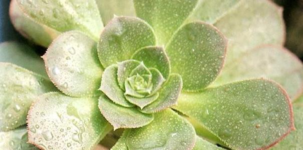如何拯救发蔫的红缘莲花掌叶片？（挽救悲情，还原繁荣）-第1张图片-绿意生活