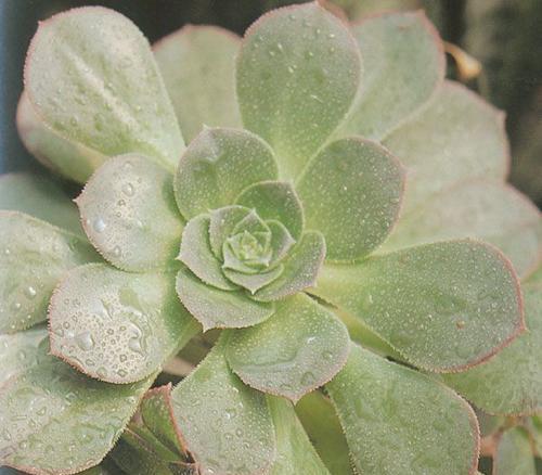 如何拯救发蔫的红缘莲花掌叶片？（挽救悲情，还原繁荣）-第2张图片-绿意生活
