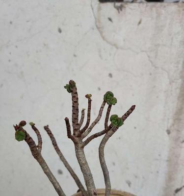 如何拯救发蔫的红缘莲花掌叶片？（挽救悲情，还原繁荣）-第3张图片-绿意生活