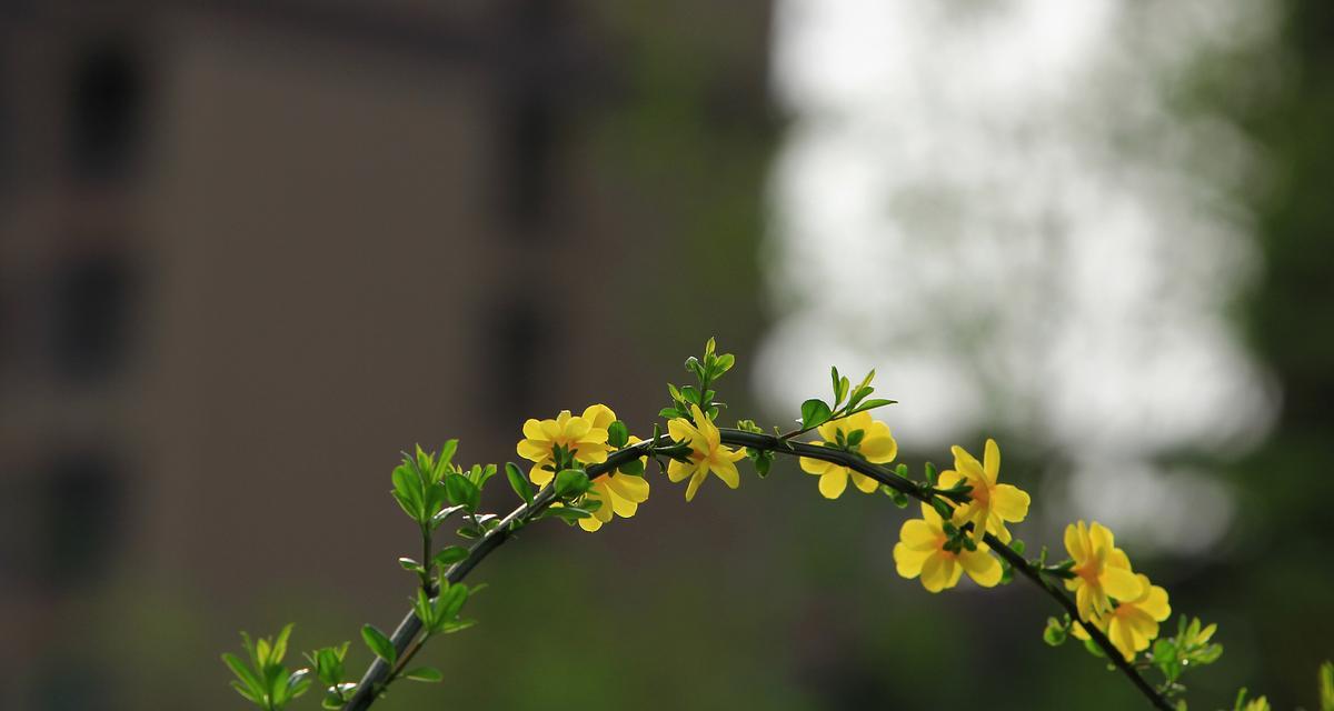 春天的美丽使者—迎春花的养护之道（如何正确地照顾迎春花让它在春天绽放）-第1张图片-绿意生活