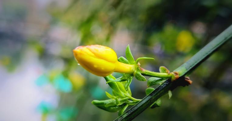 春天的美丽使者—迎春花的养护之道（如何正确地照顾迎春花让它在春天绽放）-第2张图片-绿意生活