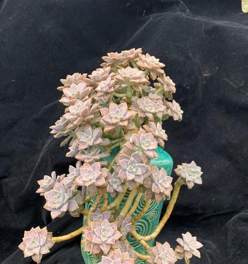 全面了解艾伦多肉的养殖方法（种植艾伦多肉，你需要知道的全部细节）-第2张图片-绿意生活