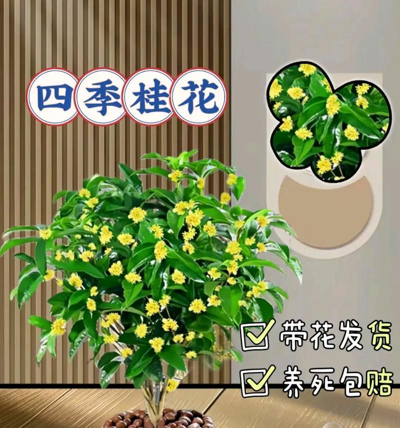 室内桂花的养殖技巧（冬季桂花的室内养殖方法与注意事项）-第1张图片-绿意生活