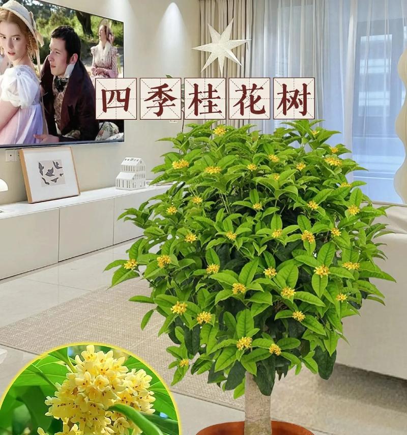 室内桂花的养殖技巧（冬季桂花的室内养殖方法与注意事项）-第3张图片-绿意生活